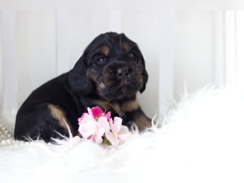 Reinrassige Cocker Spaniel Welpen