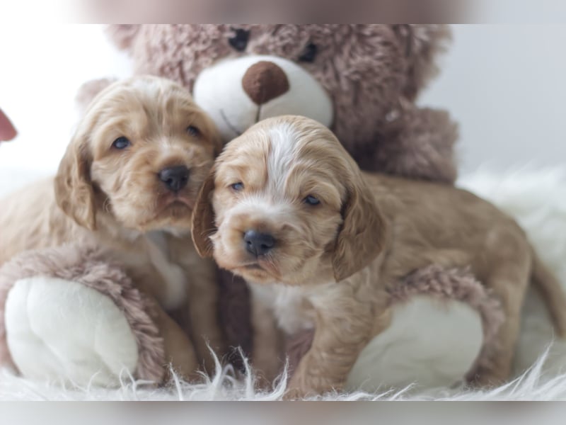 Reinrassige Cocker Spaniel Welpen