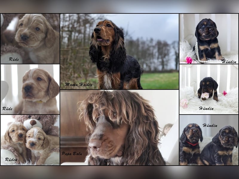 Reinrassige Cocker Spaniel Welpen