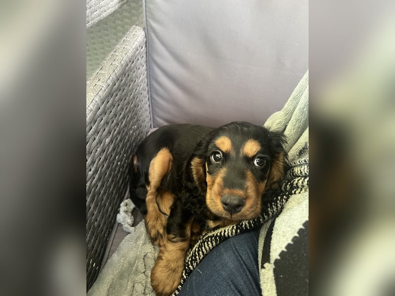 Eine wunderschöne Cocker Spaniel Hündin