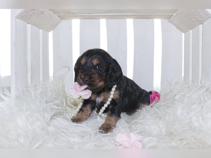 Reinrassige Cocker Spaniel Welpen
