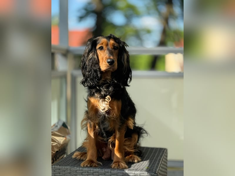 Eine wunderschöne Cocker Spaniel Hündin