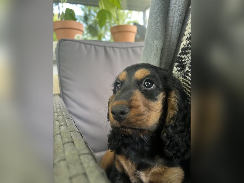 Eine wunderschöne Cocker Spaniel Hündin