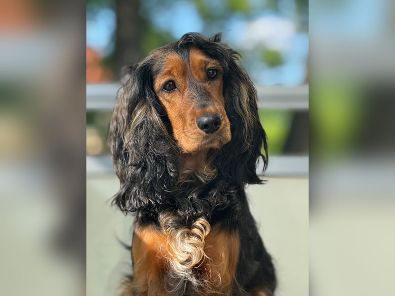 Eine wunderschöne Cocker Spaniel Hündin