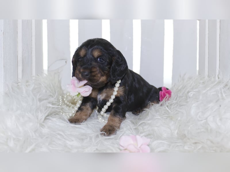 Reinrassige Cocker Spaniel Welpen