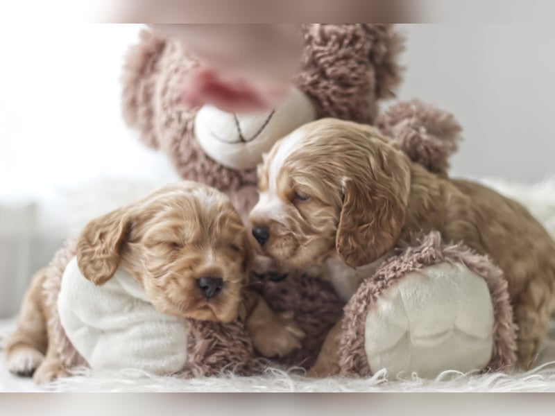Reinrassige Cocker Spaniel Welpen
