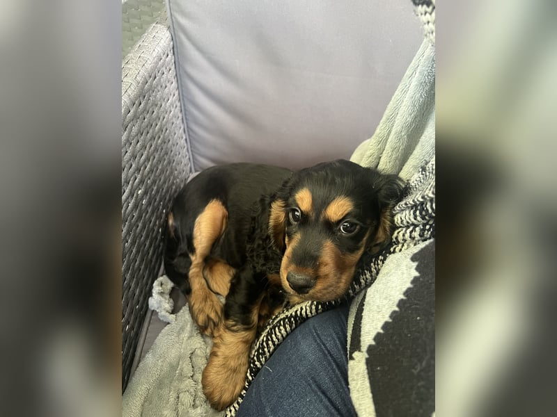 Eine wunderschöne Cocker Spaniel Hündin
