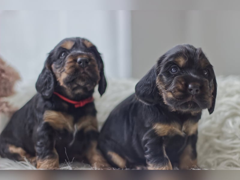 Reinrassige Cocker Spaniel Welpen