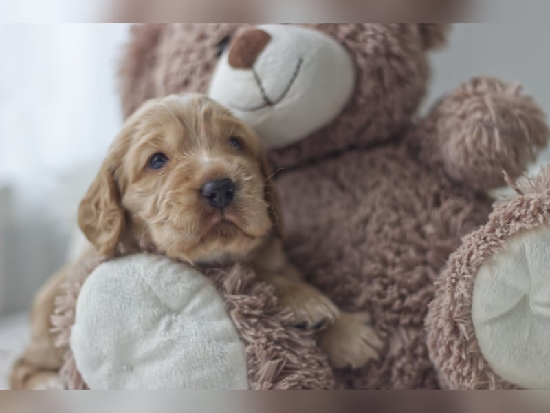 Reinrassige Cocker Spaniel Welpen