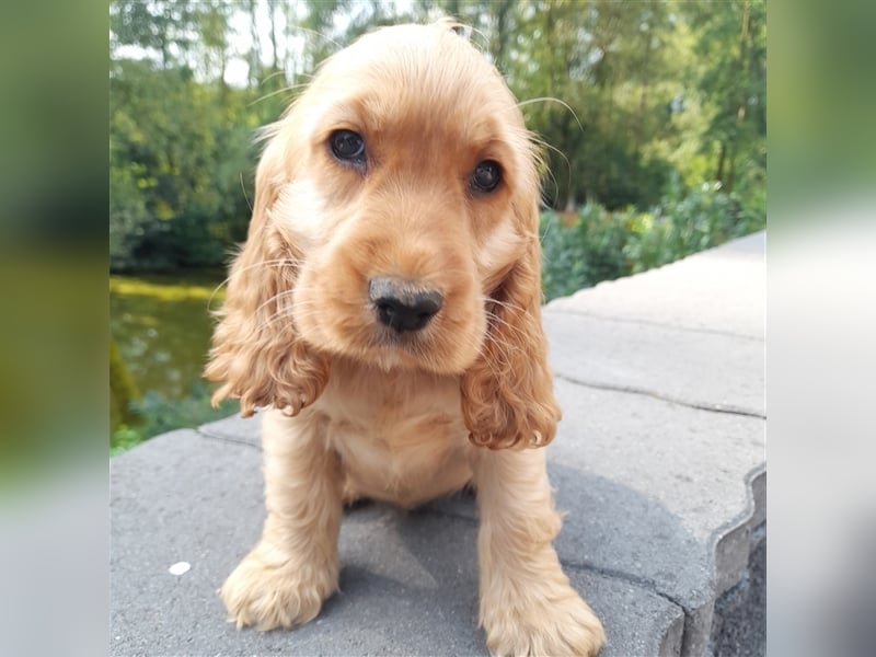 Cocker Spaniel Welpen in rot & schwarz vom Moorsbachtal - VDH Zucht