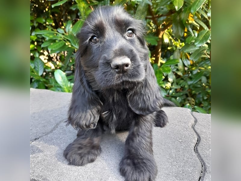 Cocker Spaniel Welpen in rot & schwarz vom Moorsbachtal - VDH Zucht