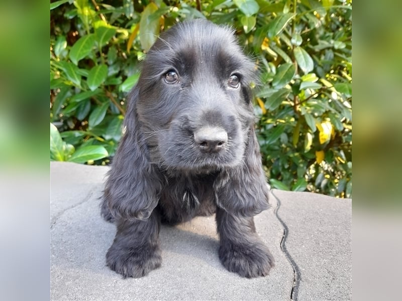 Cocker Spaniel Welpen in rot & schwarz vom Moorsbachtal - VDH Zucht