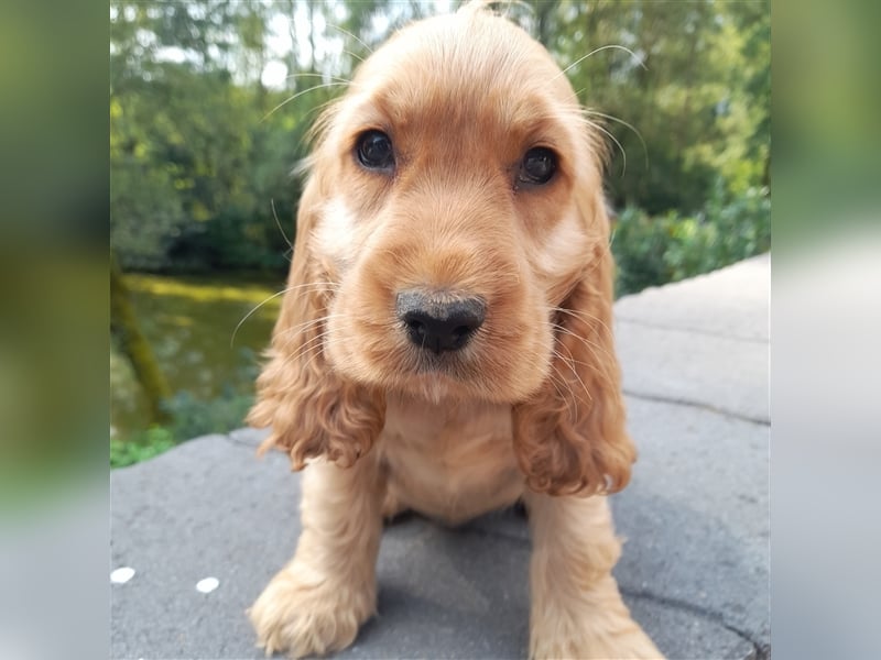 Cocker Spaniel Welpen in rot & schwarz vom Moorsbachtal - VDH Zucht