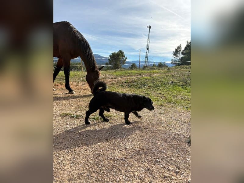 COCKE-verschmust, anhänglich, verspielt und sehr fit, sucht seine liebevolle Für-immer-Familie