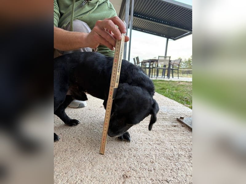 COCKE-verschmust, anhänglich, verspielt und sehr fit, sucht seine liebevolle Für-immer-Familie