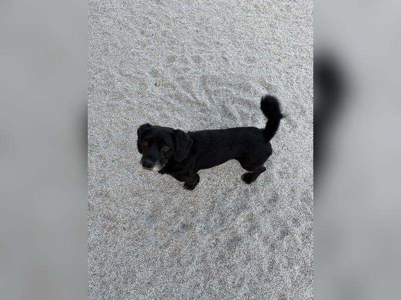 COCKE-verschmust, anhänglich, verspielt und sehr fit, sucht seine liebevolle Für-immer-Familie