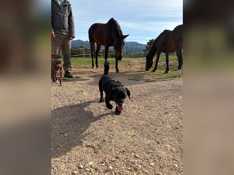 COCKE-verschmust, anhänglich, verspielt und sehr fit, sucht seine liebevolle Für-immer-Familie