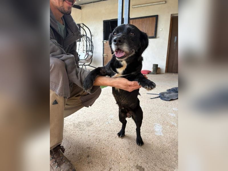 COCKE-verschmust, anhänglich, verspielt und sehr fit, sucht seine liebevolle Für-immer-Familie