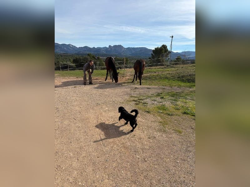 COCKE-verschmust, anhänglich, verspielt und sehr fit, sucht seine liebevolle Für-immer-Familie