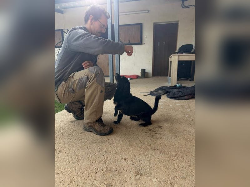 COCKE-verschmust, anhänglich, verspielt und sehr fit, sucht seine liebevolle Für-immer-Familie