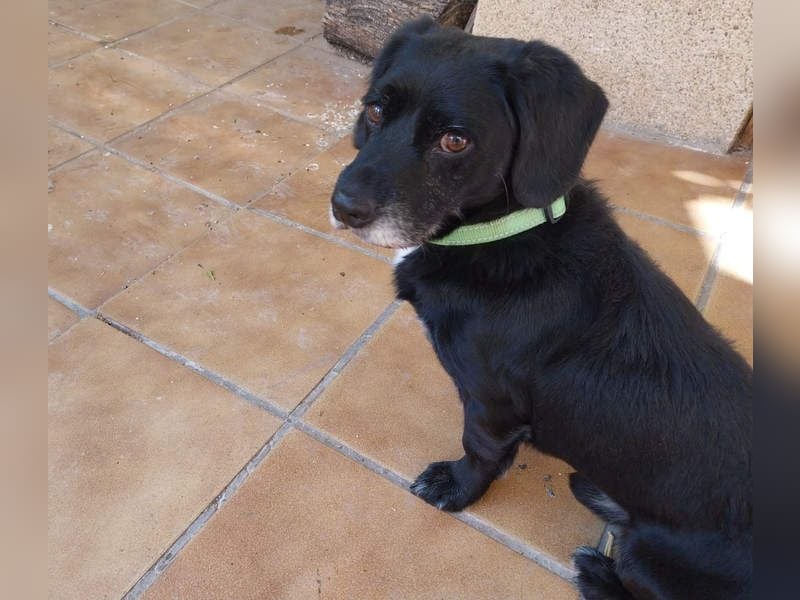 COCKE-verschmust, anhänglich, verspielt und sehr fit, sucht seine liebevolle Für-immer-Familie