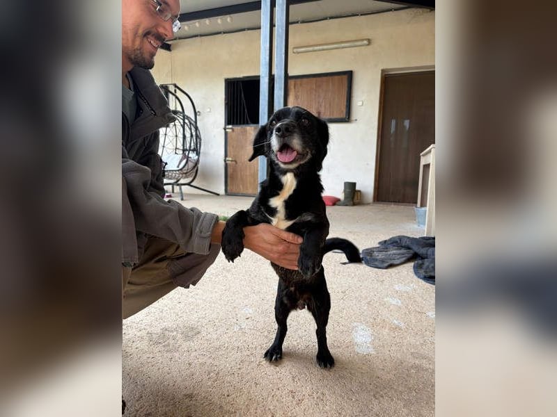 COCKE-verschmust, anhänglich, verspielt und sehr fit, sucht seine liebevolle Für-immer-Familie