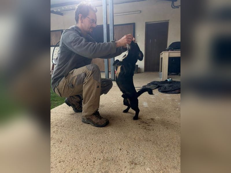 COCKE-verschmust, anhänglich, verspielt und sehr fit, sucht seine liebevolle Für-immer-Familie