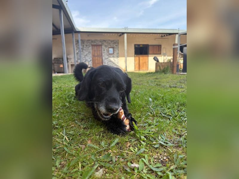 COCKE-verschmust, anhänglich, verspielt und sehr fit, sucht seine liebevolle Für-immer-Familie