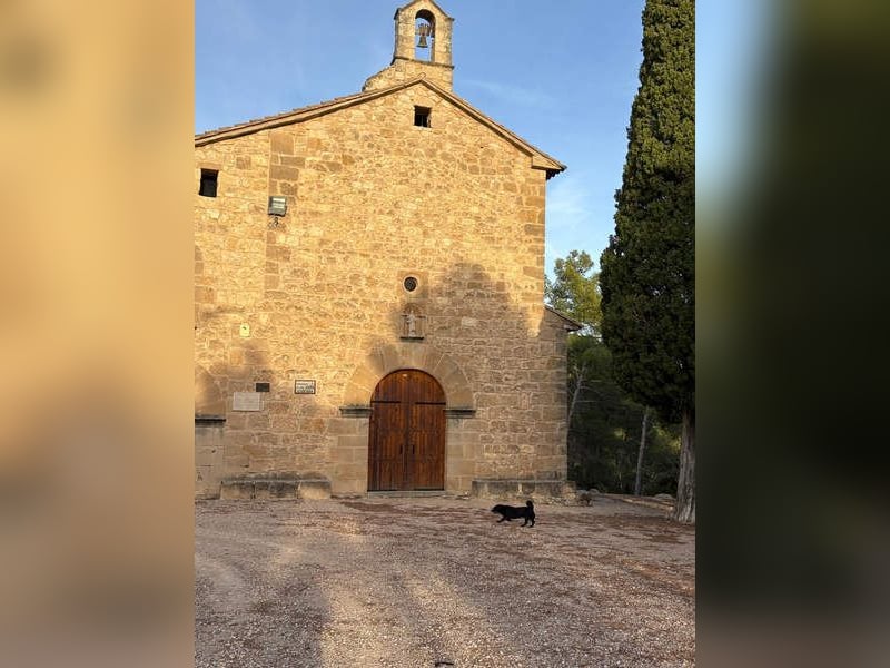 COCKE-verschmust, anhänglich, verspielt und sehr fit, sucht seine liebevolle Für-immer-Familie