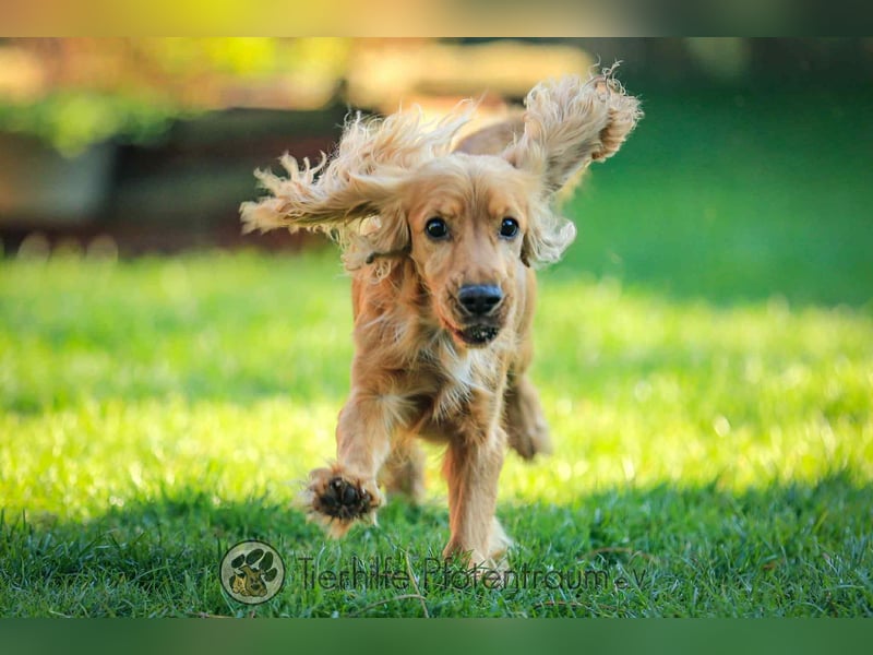 Donn, aufgeschlossener Cocker Spaniel sucht sein Für-Immer-Zuhause