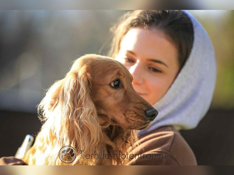 Donn, aufgeschlossener Cocker Spaniel sucht sein Für-Immer-Zuhause