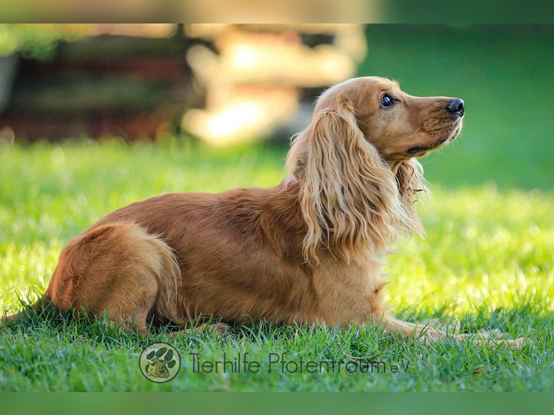 Donn, aufgeschlossener Cocker Spaniel sucht sein Für-Immer-Zuhause