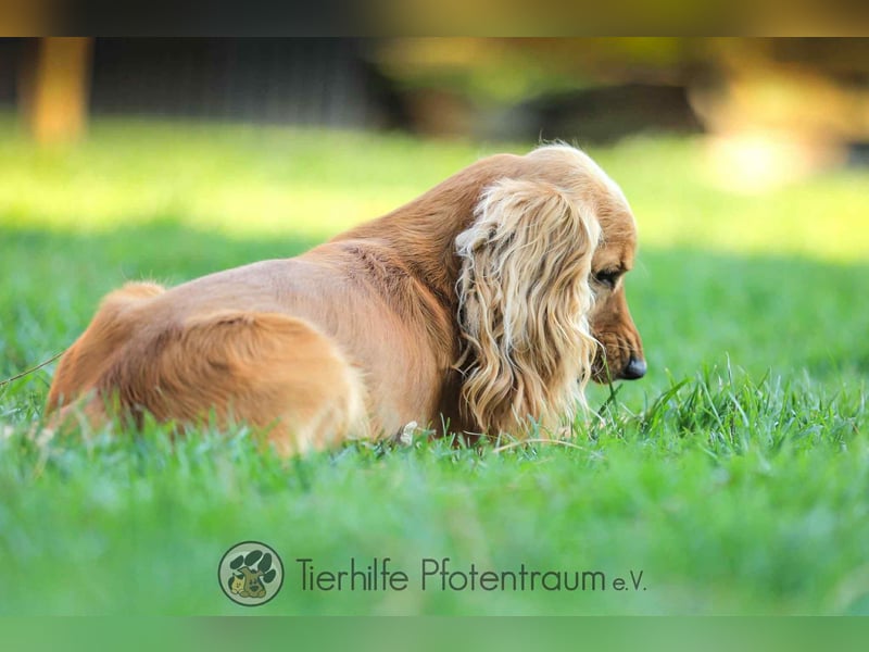 Donn, aufgeschlossener Cocker Spaniel sucht sein Für-Immer-Zuhause