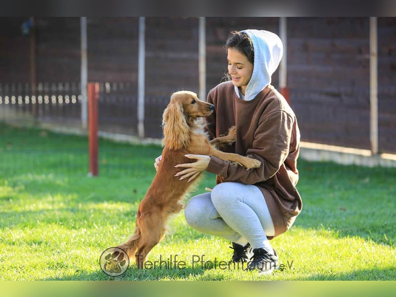 Donn, aufgeschlossener Cocker Spaniel sucht sein Für-Immer-Zuhause
