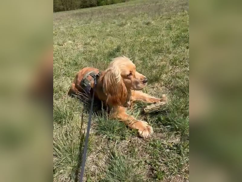 Ronny sucht ein neues Für-immer-Zuhause