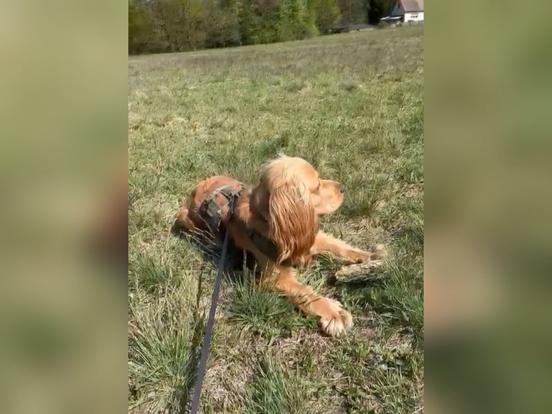 Ronny sucht ein neues Für-immer-Zuhause
