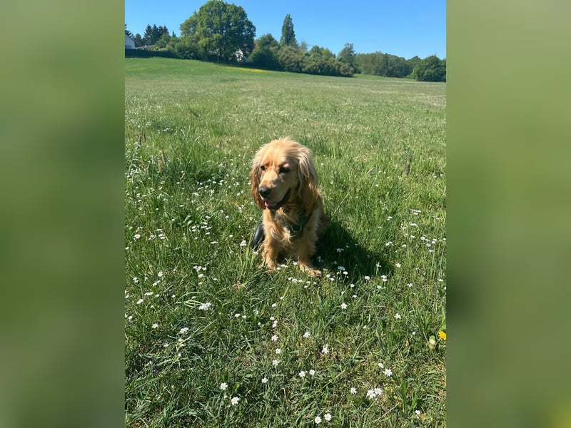 Ronny sucht ein neues Für-immer-Zuhause