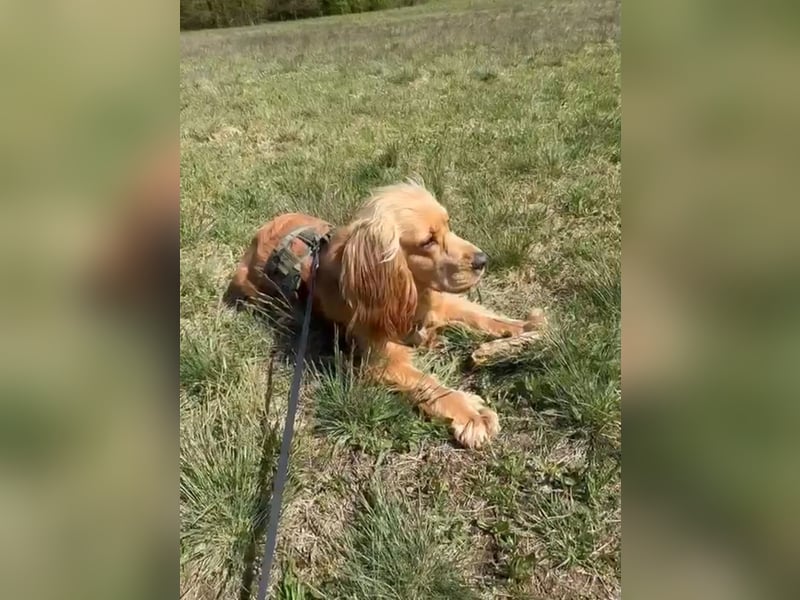 Ronny sucht ein neues Für-immer-Zuhause