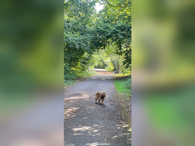 Lotti – bezaubernde Cocker Spaniel-Hündin sucht ihr Für-immer-Zuhause 