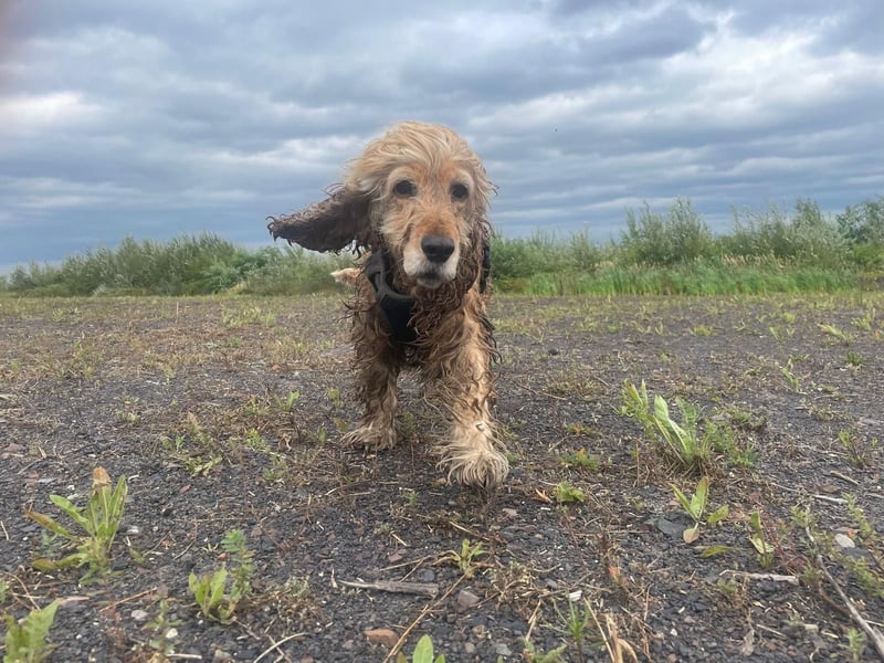 Lotti – bezaubernde Cocker Spaniel-Hündin sucht ihr Für-immer-Zuhause 