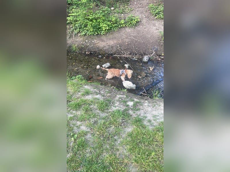 Lotti – bezaubernde Cocker Spaniel-Hündin sucht ihr Für-immer-Zuhause 
