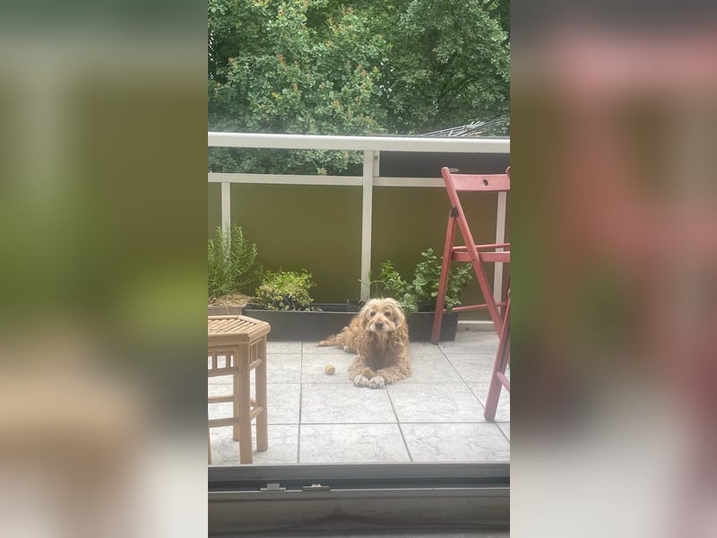 Lotti – bezaubernde Cocker Spaniel-Hündin sucht ihr Für-immer-Zuhause 