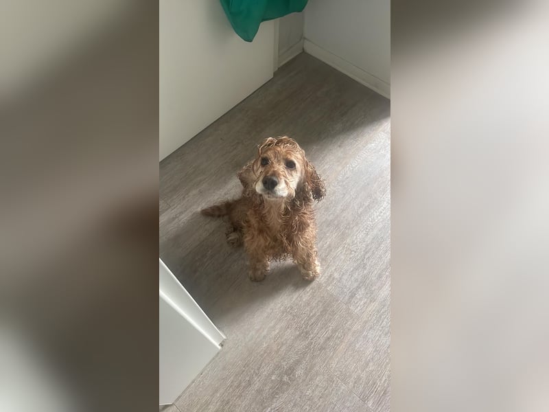 Lotti – bezaubernde Cocker Spaniel-Hündin sucht ihr Für-immer-Zuhause 