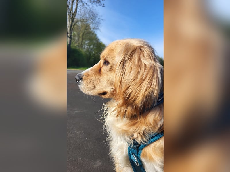 Golden Cocker sucht liebevolle geduldige Menschen