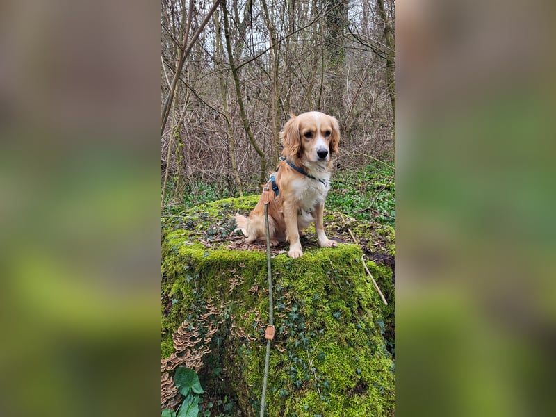 Golden Cocker sucht liebevolle geduldige Menschen