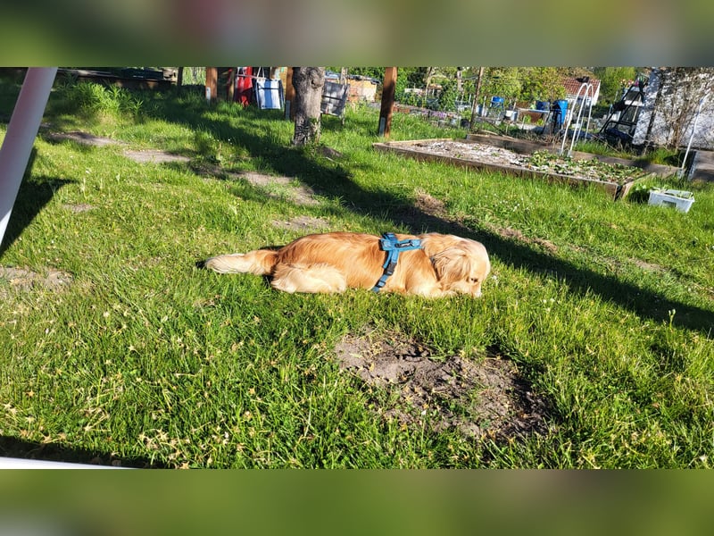 Golden Cocker sucht liebevolle geduldige Menschen