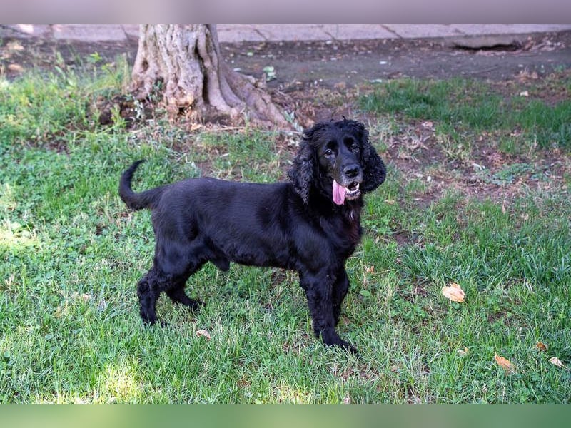 Hübscher ODIN-freundlicher,ruhiger,menschenbezogener liebenswerter Bub sucht noch einmal ein Zuhause
