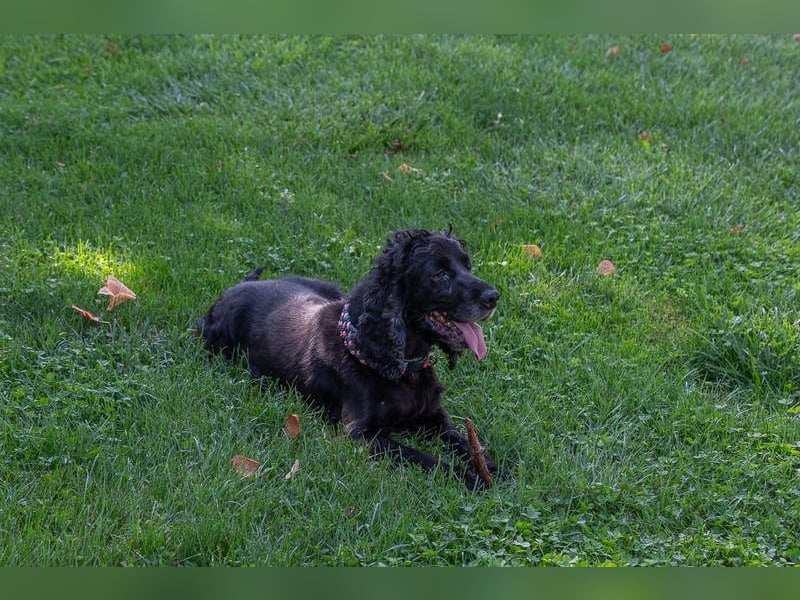 Hübscher ODIN-freundlicher,ruhiger,menschenbezogener liebenswerter Bub sucht noch einmal ein Zuhause