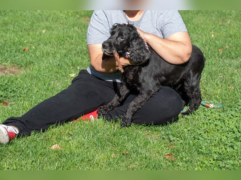 Hübscher ODIN-freundlicher,ruhiger,menschenbezogener liebenswerter Bub sucht noch einmal ein Zuhause