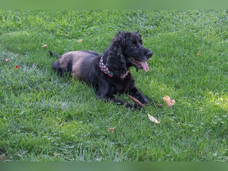 Hübscher ODIN-freundlicher,ruhiger,menschenbezogener liebenswerter Bub sucht noch einmal ein Zuhause
